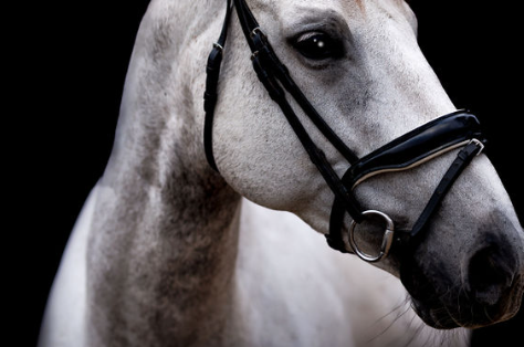 Portrait of a horse