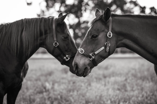 Two horses touching noses