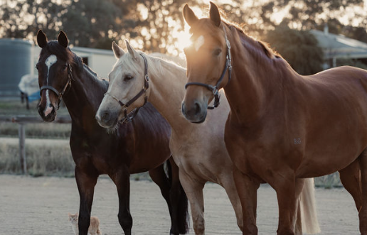 Three horses standing together in warm evening light